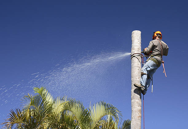 How Our Tree Care Process Works  in  Ladd, IL